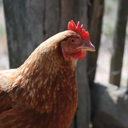 Alegria Rustica Bed & Breakfast 3*