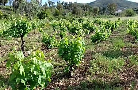 Alegria Rustica 3* Envendos