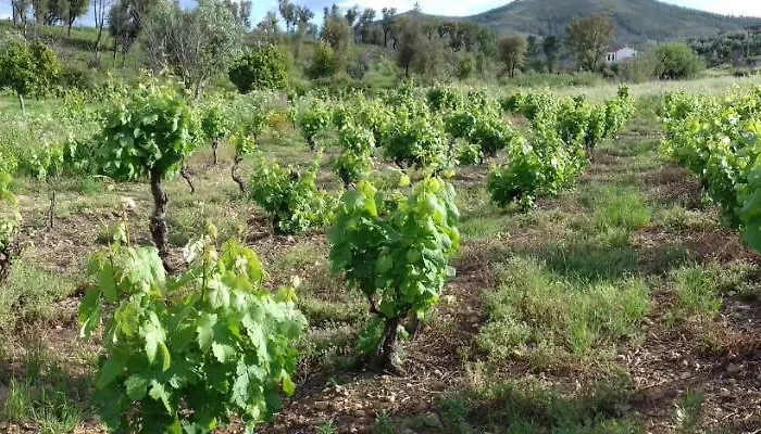 Alegria Rustica 住宿加早餐酒店 3*