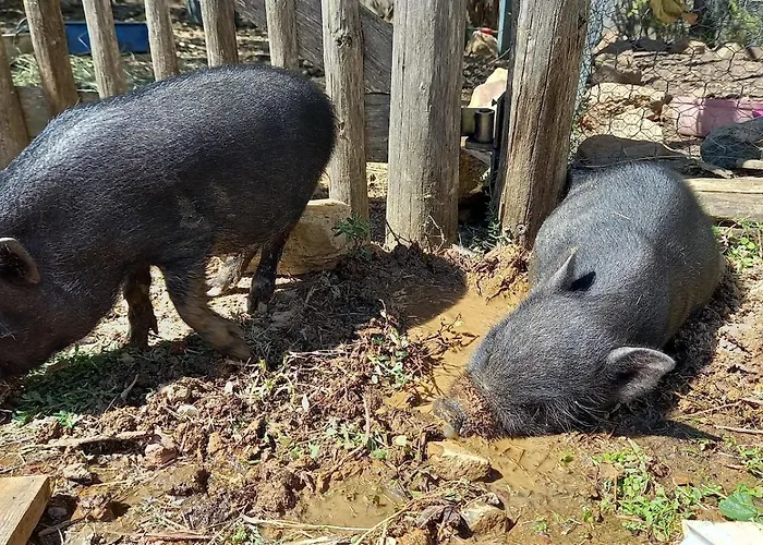 住宿加早餐酒店 Alegria Rustica Envendos