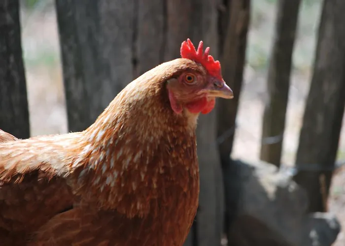 Alegria Rustica 住宿加早餐酒店 3*