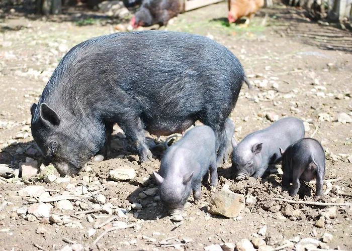 住宿加早餐酒店 Alegria Rustica